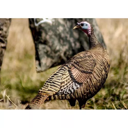 Deception Decoy's Boss Hen Turkey Decoy