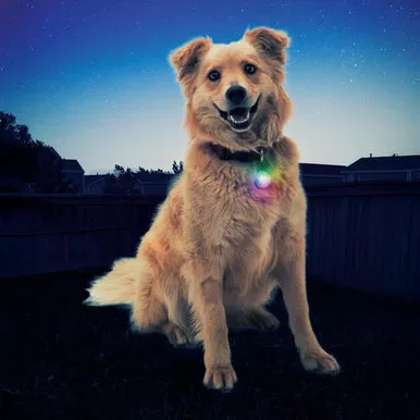 Nite IzeSpotLit Collar Light - Disc-O Select™